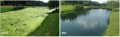 Algae Before and After
