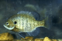 Blue Gill