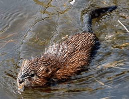 muskrat